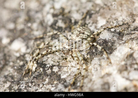 L'exécution de lichen-spider Banque D'Images