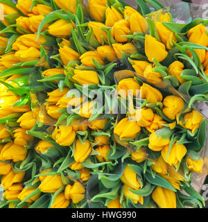Fond multicolore à partir d'un bouquet de tulipes jaunes Banque D'Images