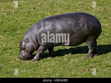 Hippopotame pygmée (hexaprotodon liberiensis) femelle Banque D'Images