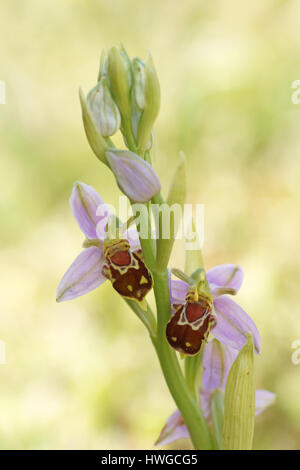 L'orchidée abeille (Ophrys apifera) Banque D'Images