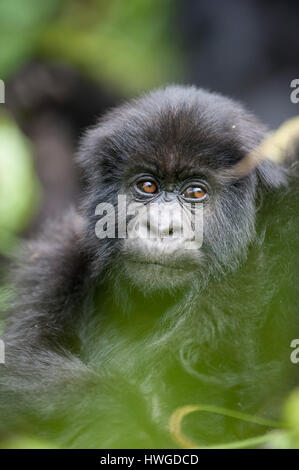 Gorille de montagne (Gorilla berengei berengei) trekking dans le parc national des volcans, Rwanda. Banque D'Images