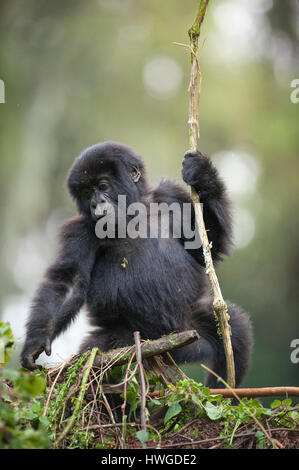 Gorille de montagne (Gorilla berengei berengei) trekking dans le parc national des volcans, Rwanda. Banque D'Images