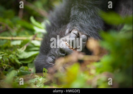 Gorille de montagne (Gorilla berengei berengei) trekking dans le parc national des volcans, Rwanda. Banque D'Images