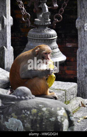 Manger singe banane jaune sur l'escalier d'un temple hindou à Katmandou, Népal Banque D'Images