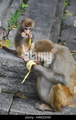 Monkey family eating banane jaune sur l'escalier d'un temple hindou à Katmandou, Népal Banque D'Images