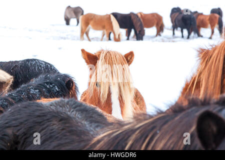 Cute chevaux islandais en temps de neige et sur le terrain couvert de neige en Islande Banque D'Images