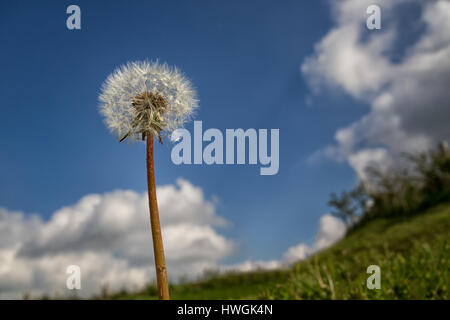 Dandelion clock de un angle bas jusqu'à la set against a blue sky Banque D'Images