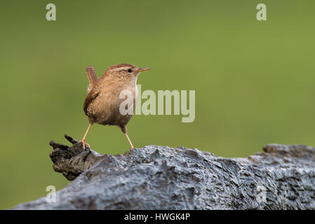 Close up portrait of a wren perché sur un journal et à la droite. troglodytes troglodytes Banque D'Images