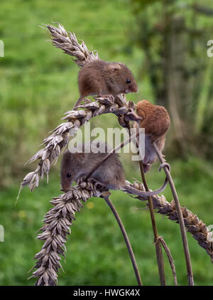 Un groupe de trois wild harvest mice se nourrissant d'épis de maïs situé dans un contexte naturel et en format vertical vertical Banque D'Images