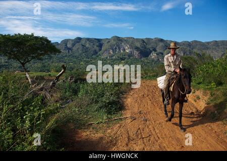 Cuba, province de Pinar del rio, Vinales, patrimoine mondial de l'UNESCO, cavalier avec chapeau de paille au milieu des champs de tabac et de montagnes mogotes Banque D'Images