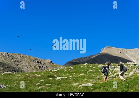France, Alpes de Haute Provence, Uvernet Fours, Parc National du Mercantour, vallée de l'Ubaye, Cayolle col (2326 m), vol d'Alpine ou choughs choughs à bec jaune (Pyrrhocorax graculus) Banque D'Images