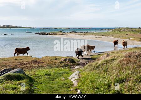 L'Irlande, dans le comté de Galway, vaches, Rossadillisk Banque D'Images