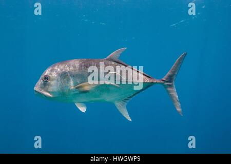 Philippines, Mindoro, Apo Reef Parc Naturel, géant (Caranx ignobilis) Banque D'Images