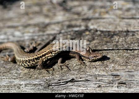 La France, Haut Rhin, Soultzmatt, hill, vignoble, mur, lézard des murailles (Podarcis muralis), couple pendant la période de reproduction Banque D'Images
