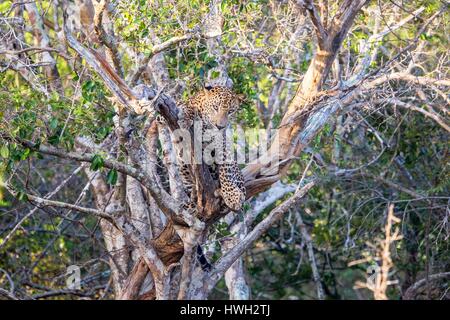 Sri Lanka, Yala patk nationale sri-lankaise, le Léopard Panthera pardus kotiya), dans un arbre Banque D'Images