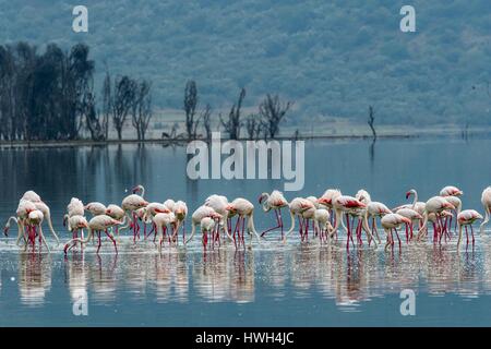 Kenya, Soysambu conservancy, une plus grande des flamants (Phoenicopterus ruber roseus), sur le lac Elementeita Banque D'Images