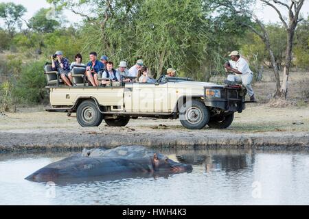 L'Afrique du Sud, Sabi Sands game reserve, d'Hippopotame (Hippopotamus amphibius), les touristes à la recherche des hippopotames à dans un livre lors d'un safari Banque D'Images