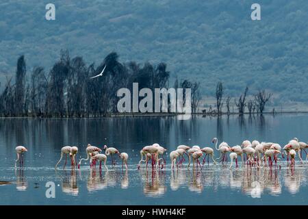 Kenya, Soysambu conservancy, une plus grande des flamants (Phoenicopterus ruber roseus), sur le lac Elementeita Banque D'Images