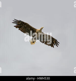 Un adulte des pygargues à queue blanche (Haliaeetus-ablicilla) contre un ciel nuageux à l'île de Runde, au nord-ouest de la Norvège. Banque D'Images