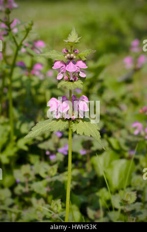 Lamium maculatum fleur Banque D'Images