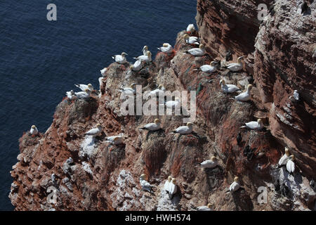 'Bassan sur l'île de Helgoland, Allemagne ; Allemagne ; Helgoland ; bird's rocks, falaise des oiseaux, oiseaux, oiseaux, fou de bassan bassan, Sula bassana, nid, restes net Banque D'Images