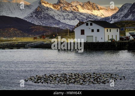 'Les Eiders dans le port, la Norvège ; Norvège ; Sommar ?  ?Ya, oiseaux, oiseaux, eiders, eiders à duvet, Somateria mollissima, cercle, cercle, Harbour, Harbour Banque D'Images