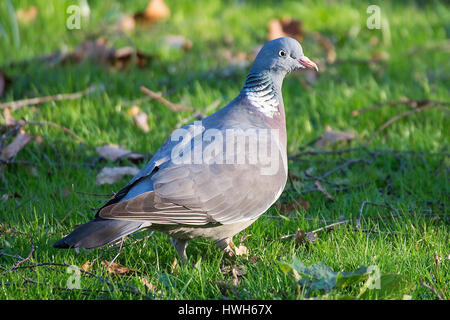 Ringlet pigeon, Allemagne, Hambourg, oiseaux, pigeon ringlet, Columba palumbus, Allemagne, Hambourg, oiseaux, bois commun pidgeon, Culver, ringdove, Colomba pal Banque D'Images