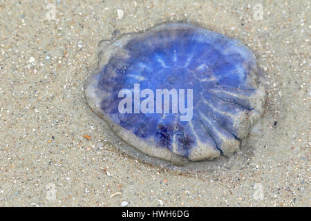 'Blue l'ortie les méduses sur la plage, de l'Allemagne ; Basse-saxe ; East Friesland ; les Frisons de l'Est, Juist, méduses, ortie, méduse bleue Cyanea lamar Banque D'Images