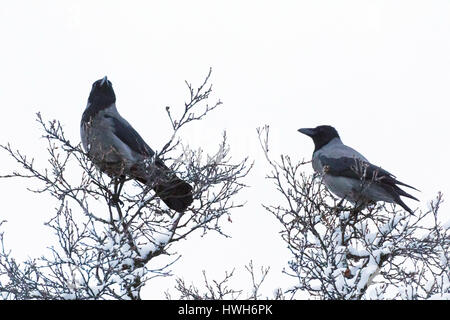 En hiver, les corneilles nébuleux, Troms, Norvège Troms ?, Troms ?, Saisons, Hiver, oiseaux, nébuleux, CORNEILLES, CORBEAUX Corvus corone carrion, deux, les plantes, les arbres, bi Banque D'Images