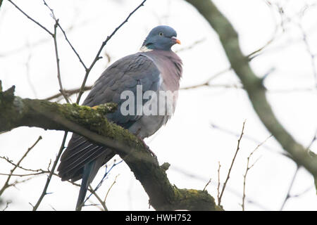 Satyre fauve 'pigeon, Allemagne, Hambourg ; oiseaux ; ringlet ; pigeon Columba palumbus ; plantes ; arbre ; Allemagne ; Hambourg ; oiseaux ; Ringdove ; Columba palumbus commun ; Banque D'Images