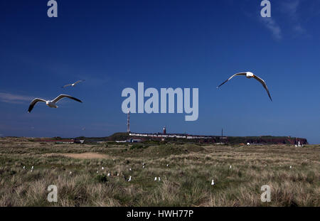 Goéland argenté "colonie sur l'île de Helgoland, Allemagne, Helgoland, dune, troupeau, les oiseaux, les oiseaux, les goélands argentés ; moindre goéland marin ; Larus fuscus, deux, Banque D'Images