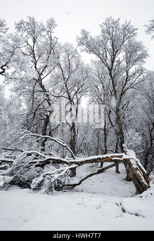 'Sse brise maintenant arbre, Norvège, Troms, Troms Troms ? ? ; ; ; ; hiver saisons neige ; plantes, bouleau, Betula sp. Arbres, bois, pause, la Norvège ; Alpes ; Tromso ; mer Banque D'Images