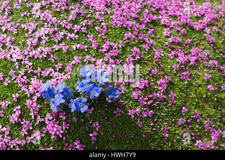 Fleur alpine Eritrichium nanum (arctic alpine forget-me-not) et Silene acaulis comme arrière-plan, de la vallée d'aoste, Italie Banque D'Images