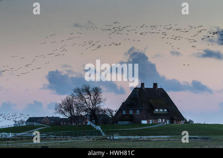 'Dusk avec oiseaux sur Hallig Hooge, Allemagne ; Schleswig Holstein - Frise du Nord ; pays ; Hallig Hooge ; island ; Kirchwarft, Ockel ?tzwarft, crépuscule, météo, Banque D'Images