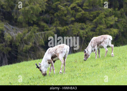 'Les rennes à la lisière de la forêt, la Norvège ; ?Nord-Tr Nord-Tr ndelag, ? Le ?ndelag, Namsskogan, mammifères, Rennes, Rangifer tarandus, deux, bord de la f Banque D'Images