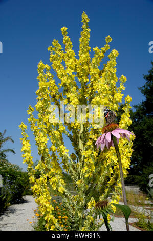 Molène, Verbascum phlomoides Orange, grand vent, Molène, Verbascum phlomoides fleurs molène thapsus, Braunwurzgewaechse, Scrophulariaceae, Orange mu Banque D'Images