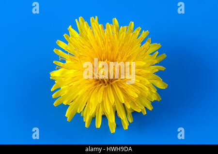 Le pissenlit, Taraxacum officinale, fleur, fleur de pissenlit, Taraxacum officinale pissenlit, , blossom / (Taraxacum officinale) | Loewenzahn Bluete / Banque D'Images