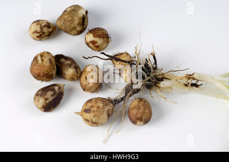 Bunium bulbocastanum, cumin noir marron grande terre Pignut, cochon, groove, carvi, nodule plantes ombelle, Umbelliferae, plaques, découper, objet, Banque D'Images