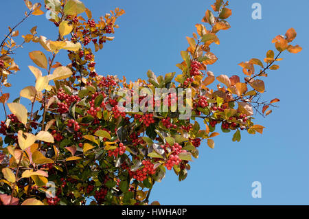 L'aubépine, Crataegus prunifolia, Crataegus persimilis plum thorn, prune-feuillus whitethorn, aubépine (Crataegus prunifolia /, Crataegus persimilis) / Pfl Banque D'Images