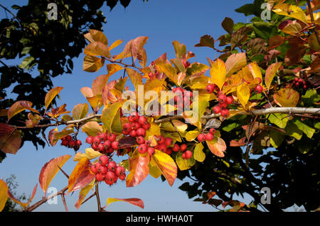 L'aubépine, Crataegus prunifolia, Crataegus persimilis plum thorn, prune-feuillus whitethorn, aubépine (Crataegus prunifolia /, Crataegus persimilis) / Pfl Banque D'Images