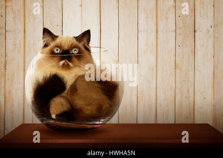 Chat persan mignon à l'intérieur de la cuvette en verre sur le bureau en bois Banque D'Images