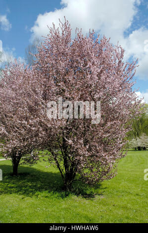 Les prunes de cerise noire, Prunus cerasifera, Cherry Plum Prunus cerasifera Nigra, Brook, brook fleurs fleurs, homéopathie, homéopathie, prunes , cerise ' Banque D'Images