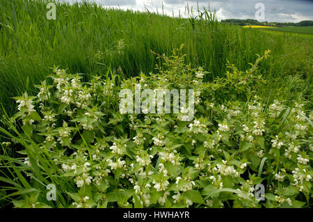 Dead-blanc de l'ortie, Lamium album lamier blanc, Lamium album , White Dead-nettle / (Lamium album) | Weisse Taubnessel / (Lamium album) / Banque D'Images