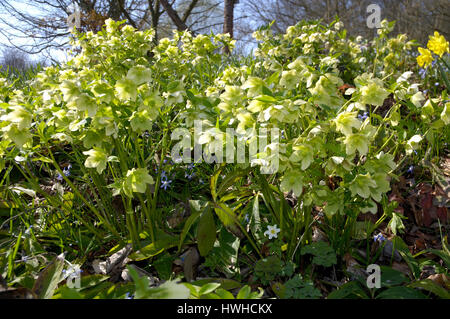 Luminosité puant le bore, helleborus foetidus, puant Nieswurz, helleborus foetidus hellébore fétide , / (helleborus foetidus) | Niesw Stinkende Banque D'Images