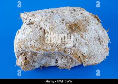 Pleurotes, Mycel, Pleurotus ostreatus pleurote, Pilzmycel pour la reproduction des champignons, Pleurotus ostreatus champignons alimentaires, Mycel / (Pleurot Banque D'Images