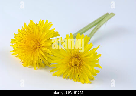 Le pissenlit, Taraxacum officinale, fleur, fleur de pissenlit, Taraxacum officinale pissenlit, , blossom / (Taraxacum officinale) | Loewenzahn Bluete / Banque D'Images