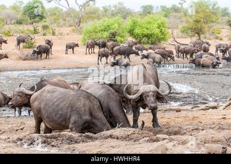 L'Afrique du Sud, Sabi Sands game reserve, Buffle africain (Syncerus caffer), troupeau à un waterpoint Banque D'Images