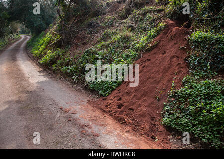 Sett Blaireau d'entrée dans la banque de couverture d'un chemin de campagne dans les collines de Quantock Somerset Banque D'Images