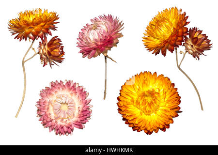 Ensemble de dry Xerochrysum bracteatum flower isolated on white background. Des fleurs sèches jaune Strawflower Helichrysum. Banque D'Images