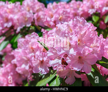 Rhododendron rose au début de l'été jardin. Banque D'Images